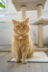 Sämi, der Hauskater der Soteria Bern